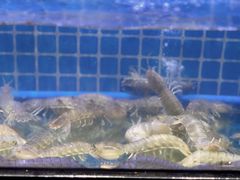 避风塘虾姑-吉友粥底火锅(方斜路店)