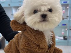 -萌宠之家·腊肠犬·马尔泰·小体犬舍