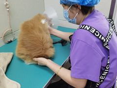 -北京观赏动物医院·24小时大型综合·猫专科·异宠专科