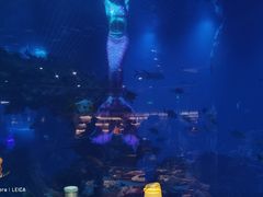 -海棠湾洲际-涛·海底餐厅·美人鱼·自助餐·海底隧道