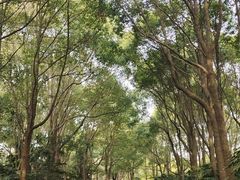 -上海滨江森林公园