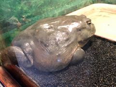 -上海大自然野生昆虫馆(东方明珠·爬宠昆虫探索中心)