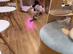 -滚猫咖啡·猫咖·猫友好撸猫(未来城店)