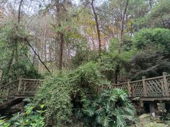 -铁山坪森林公园