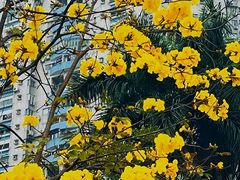 -洲头咀公园