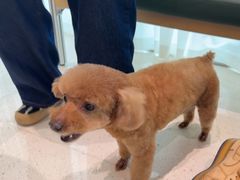 -帕帕拉兹宠物(亚洲旗舰店)