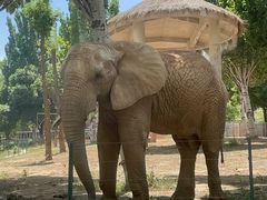 -石家庄市动物园