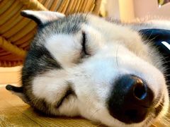 -Husky Go! 哈士奇体验馆·宠物咖啡厅狗咖