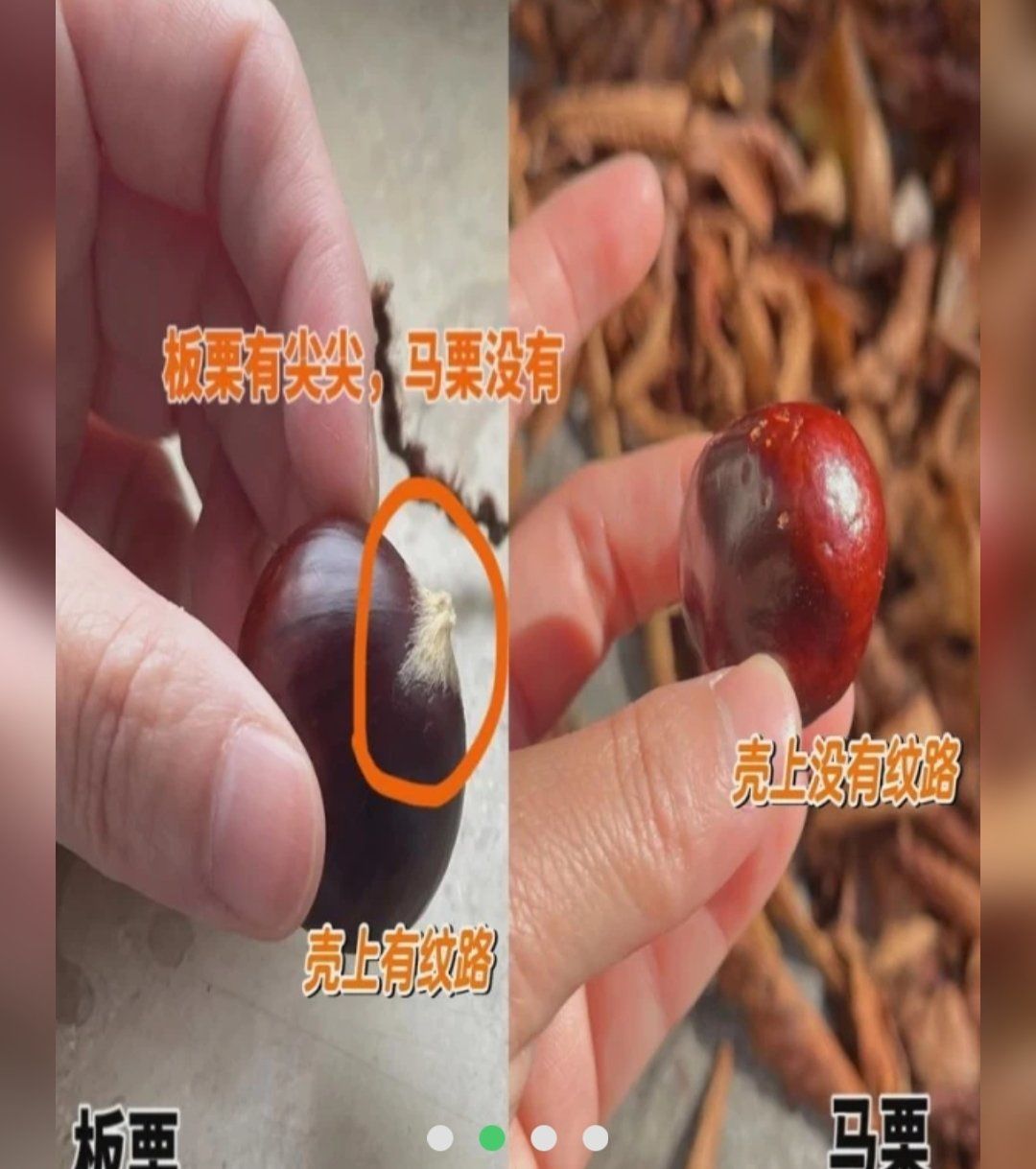 教你区分马栗和板栗