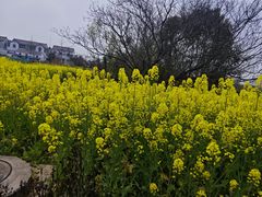 -扬州古运河