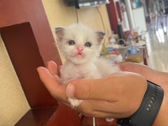 -麦当劳(坂田分店)