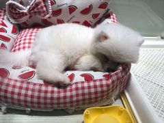 -momokira米努特·德文卷毛猫·棉花面纱犬