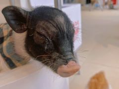 -怪兽屋·羊驼·猫咖·狗咖(俊华广场店)