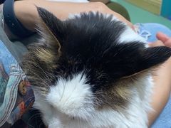 -北京观赏动物医院·24小时大型综合·猫专科·异宠专科