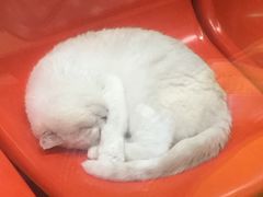 -猫咪博物馆(顶澳仔猫街店)