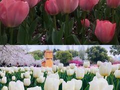 -苏州上方山国家森林公园