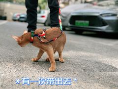 -babydoll猫舍·米努特·德文·缅因(久光中心店)