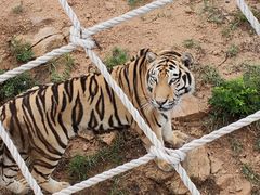 -西霞口神雕山野生动物世界