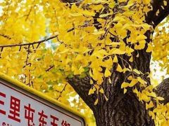 -三里屯东五街银杏大道