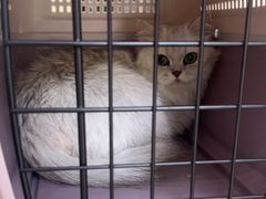-宠颐生宠物医院·心肾内科·猫专科诊疗中心宠巢店