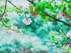 -天适樱花悠乐园