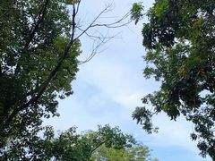 -大屏嶂森林公园