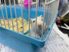 -曲阳花鸟市场(曲阳路店)
