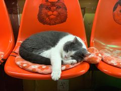 -猫咪博物馆(顶澳仔猫街店)