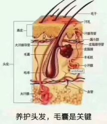 点击看大图 -十六番发型师事务所