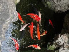 -广州白天鹅宾馆