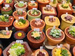 -万商花鸟市场