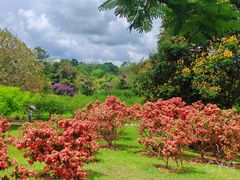 -中国科学院西双版纳热带植物园