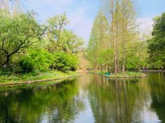 -上海共青森林公园