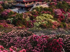 -贵州百里杜鹃风景名胜区