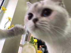 -鼓捣猫呢主题猫咖店