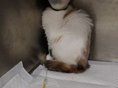 -申普宠物医院·眼科·心内科·影像科(普陀分院)