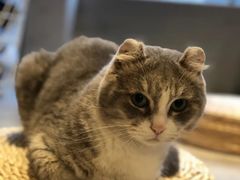 -猫儿山۰猫主题餐厅
