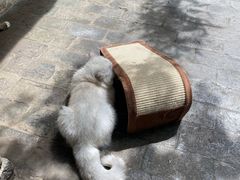 -喵屿·大理花园猫咖