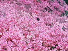 -木兰云雾山