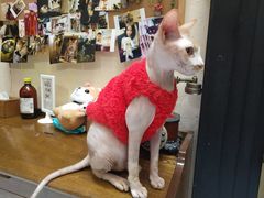 -猫色咖啡·猫咖