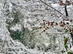 -铁山坪森林公园