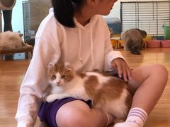 -momokira米努特·德文卷毛猫·棉花面纱犬