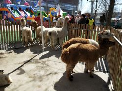 -萌宠亲子动物乐园(槐房万达店)