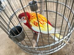 -南宫五洲植物乐园