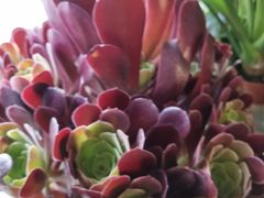 -静岸花卉园艺(三星坊店)