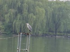 -洛阳市隋唐城遗址植物园