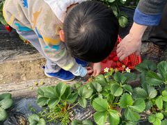 -小鱼草莓采摘园农家乐·小鱼餐厅