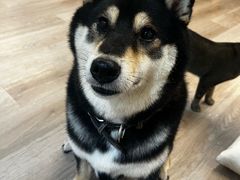 -柴迷FANS CLUB·柴犬狗咖·猫咖