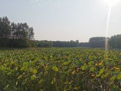 -东郊湿地公园