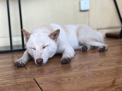 -柴犬高等学院·狗咖·柴犬售卖·宠物训练